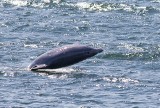 W Zatoce Gdańskiej pływają delfiny! [WIDEO, ZDJĘCIA] 