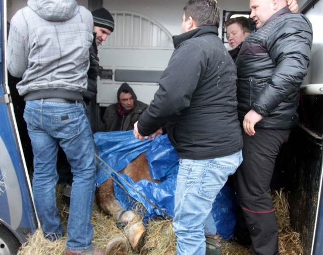 Obrońcy zwierząt protestowali w Skaryszewie przeciwko biciu koni i złym warunkom transportu zwierząt. Jeden koni poważnie zaniemógł i padł na ziemię. Obrońcy wykupili konia i wywieźli go do kliniki weterynaryjnej.