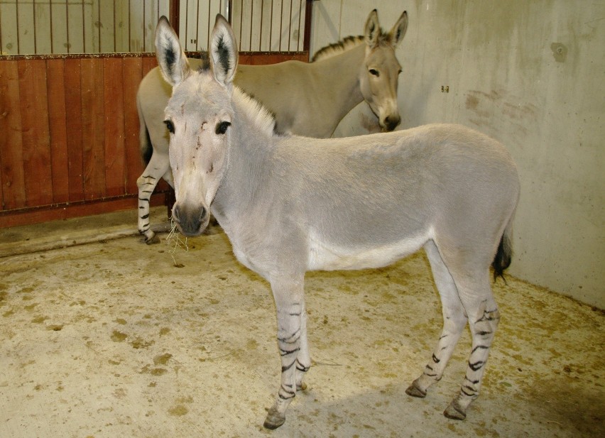 Zoo w Zamościu z nowymi lokatorami. To osły somalijskie