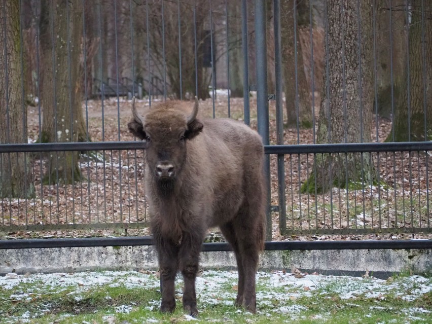 Nowe żubry w Białymstoku. Porania i Poskrom to nowi mieszkańcy Akcent ZOO 