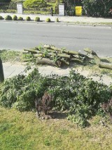 Wycinka 130 drzew w Kluczborku pod budowę ścieżki rowerowej [WIDEO]