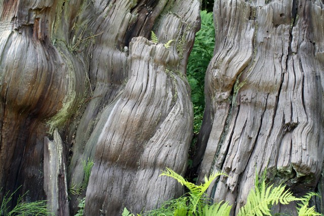 Eksperci odkryli, że spółka córka koncernu wycinała 600-letnie drzewa w rosyjskiej Karelii.