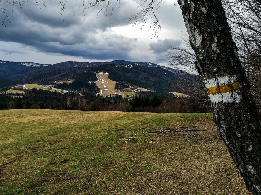 Beskid Wyspowy. Krokusy na szlaku do Myszycy zachwycają turystów 