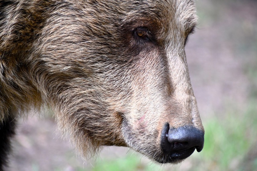 Poznańskie niedźwiedzie wybudziły się z hibernacji....