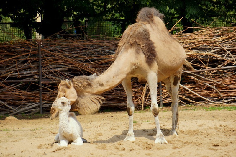 Dwa nowe wielbłądy we wrocławskim zoo. Mali wrocławianie zachwyceni! (ZDJĘCIA, FILMY)