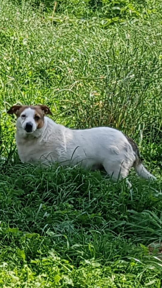 To jeden z siedmiu piesków, które jeszcze poszukują nowego...