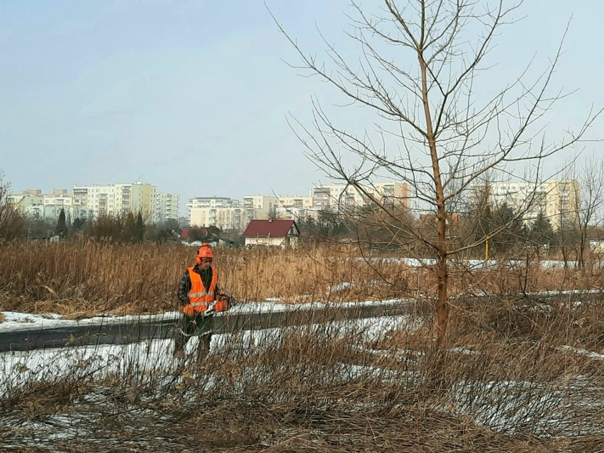 W Tarnobrzegu trwa wycinka drzew pod budowę obwodnicy. Piły przy działkach i dworcu kolejowym (WIDEO, ZDJĘCIA)