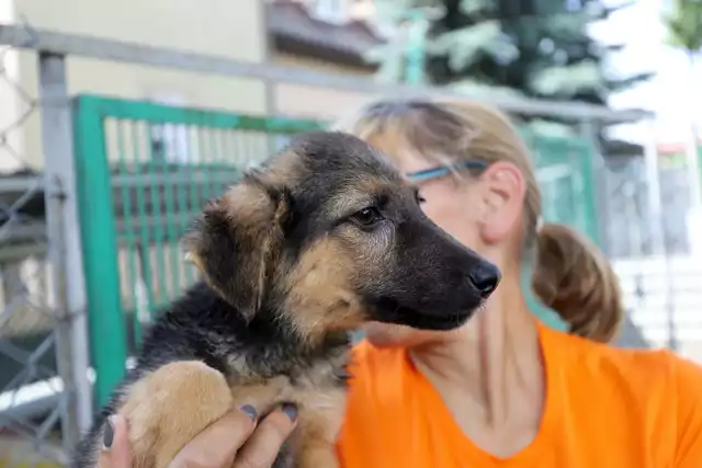 Schronisko dla zwierząt w Białymstoku zwiększa zakres opieki nad czworonogami. Pod jego pieczą będą nie tylko psy, ale i bezdomne koty.