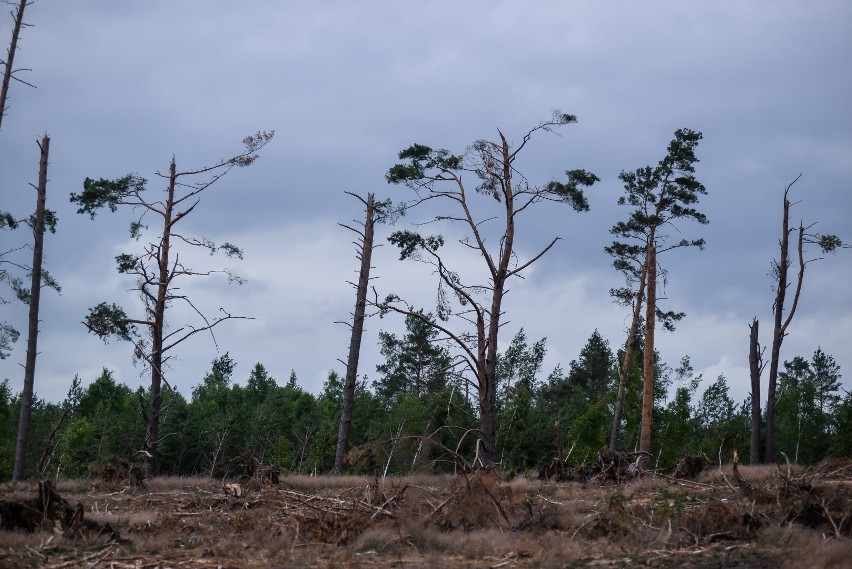 Rok po nawałnicy na Pomorzu