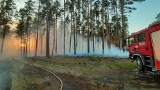 Grożą nam pożary lasów. To nie czas na ogniska