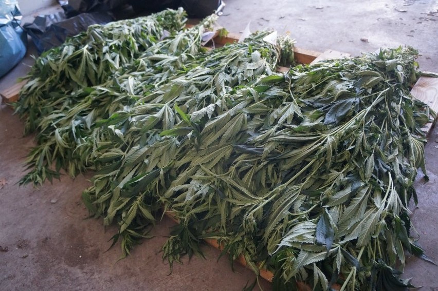 Plantacja marihuany w Lędzinach