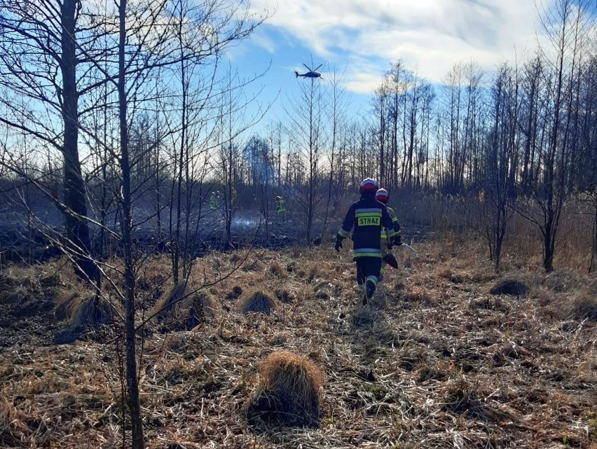 Strażacy ze Słupska po pierwszym dniu walki z żywiołem w Biebrzańskim Parku Narodowym