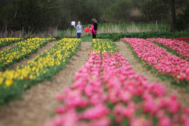 Tulipan Bogdana Królika - Jolanta Kwaśniewska dostał Złoty Znak Jakości „Głosu Wielkopolskiego” w 2014 roku. Chrzypski ogrodnik w swoim gospodarstwie ma około 450 odmian tulipanów.