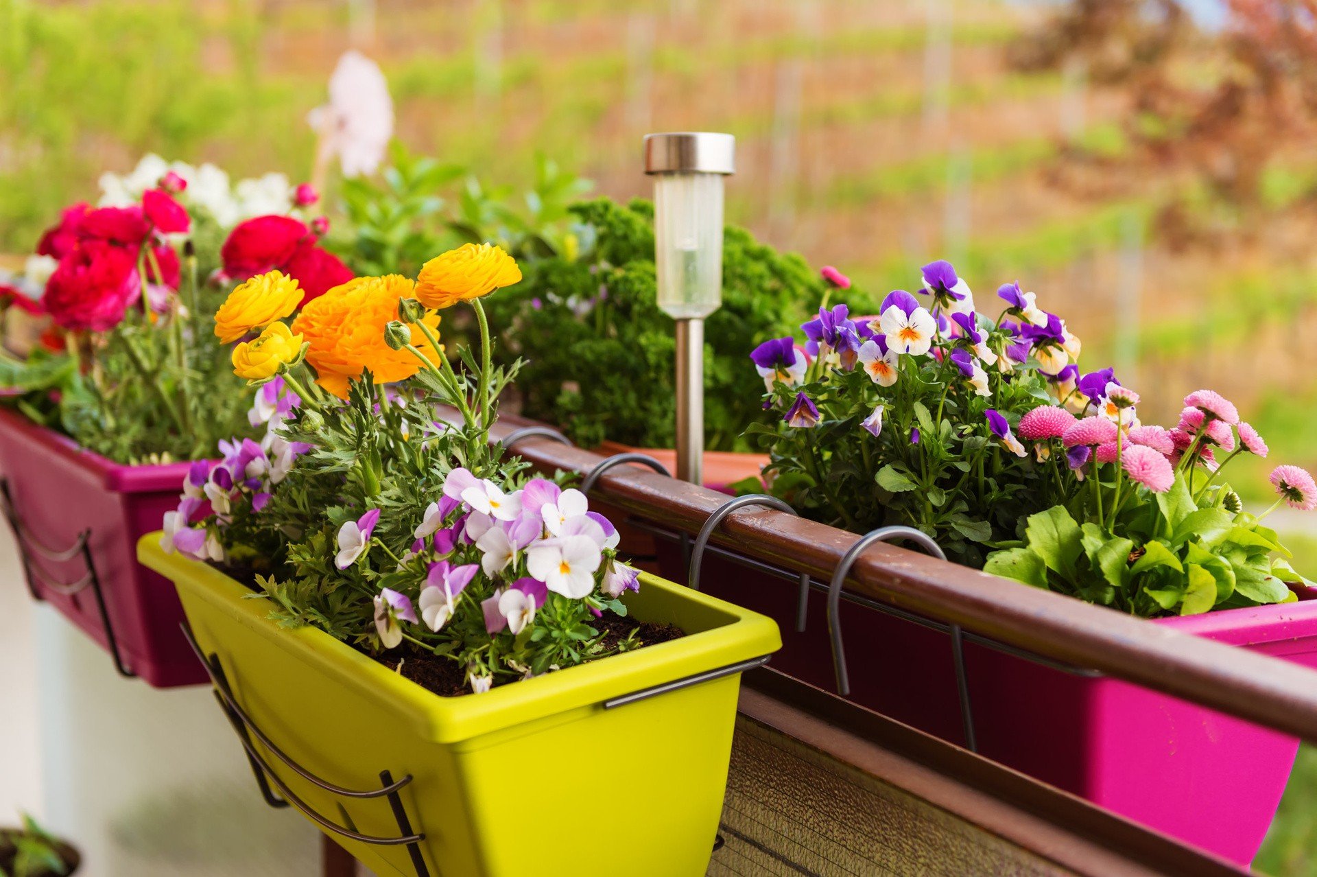 Modne kwiaty balkonowe na lato. Wybieramy doniczki, skrzynki i kwietniki.  Zobacz, jak eksponować rośliny na balkonie i tarasie | RegioDom