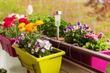 Modne kwiaty balkonowe na lato. Wybieramy doniczki, skrzynki i kwietniki. Zobacz, jak eksponować rośliny na balkonie i tarasie