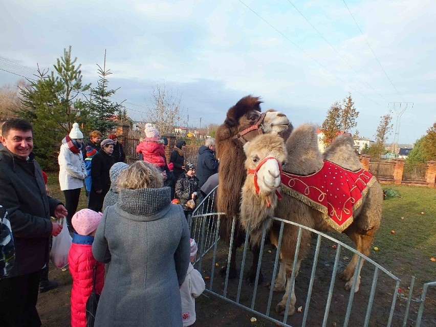 Setki osób przy żywej szopce w Lubieni