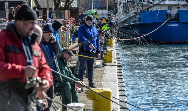 Jak mieszkańcy spędzają weekend w Trójmieście? Gdańscy wędkarze w kanale przy Terminalu Promowym Westerplatte łowią śledzie