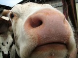 Krowa wysyła SMS-a rolnikowi o swoim stanie zdrowia!