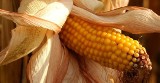 Dziki poszły w kukurydzę - więcej zwierzyny i większe szkody na polach 