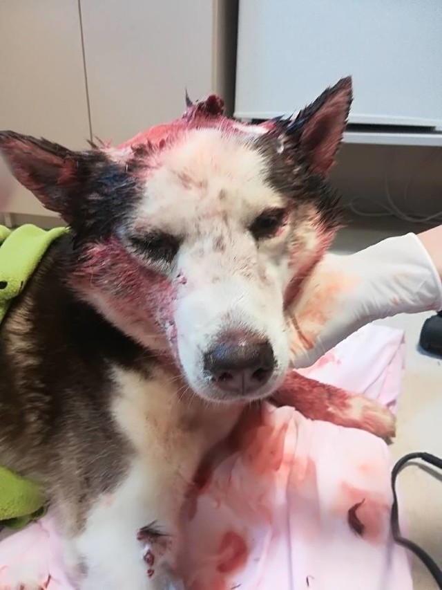 We wtorek, 18 września w międzyrzeckim Sądzie Rejonowym zapadł wyrok w sprawie Bronisława W., który jesienią ubiegłego roku skatował suczkę husky i porzucił ją w rowie. Pół roku bezwzględnego więzienia, kara finansowa i czasowy zakaz posiadania zwierząt - to nieprawomocny wyrok sądu.- To surowy i sprawiedliwy wyrok. Cieszymy się, że tym razem znęcanie się nad zwierzęciem nie uszło sprawcy na sucho - komentuje wiceprezes Stowarzyszenia Zwierzaki Niczyje, Magdalena Słota-Łagoda.O bulwersującej sprawie pisaliśmy w „GL”. Skatowanego, zalanego krwią młodego huskyego jesienią ubiegłego roku znaleziono w rowie przy ul. Dworcowej w Skwierzynie.  - Widziałam już wiele, ale tak zmaltretowanego zwierzęcia, jeszcze nigdy. Bardzo cierpiała, ale była spokojna, jakby błagała nas o pomoc. Od razu było widać, że to nie ofiara wypadku, ale brutalnego pobicia. Nie wiem, co za ludzie mogli zrobić coś takiego. Oby sprawca nie uniknął kary - mówiła nam wtedy Agata Borodo, wolontariuszka stowarzyszenia „Zwierzaki Niczyje”. To właśnie działacze stowarzyszenia uratowali psu życie. Zawieźli go do gorzowskiego gabinetu weterynaryjnego, ogłosili zbiórkę pieniędzy na leczenie oraz na nagrodę za wskazanie sprawcy pobicia. Podczas, gdy suczka tygodniami walczyła o życie i zdrowie, mieszkańcy i miłośnicy zwierząt za punkt honoru postawili sobie odnalezienie sprawcy bestialstwa. Szybko uzbierało się kilka tysięcy złotych. Jednak to nie pieniądze przyczyniły się do wytropienia kata. Kobieta, która wskazała, kto pobił psa, zrzekła się nagrody na rzecz bezpańskich zwierząt.Gdy policja zapukała do drzwi skwierzynianina Bronisława W., ten przyznał się do winy. Zeznał, że uderzył suczkę kołkiem, bo złapał ją na gorącym uczynku, gdy ta zagryzała mu kaczkę. Skatowane zwierzę porzucił w pobliskim rowie, myśląc, że już nie żyje. Bronił się mówiąc, że pies od miesięcy zabijał jego drób.  Gdy hodowca zobaczył ją z kaczką w pysku, nie wytrzymał i złapał za kołek.Zobacz również: wolontariuszka o ratowaniu skatowanego psa:POLECAMY RÓWNIEŻ PAŃSTWA UWADZE:Lubuskie. W tych miejscach jest najwyższe bezrobocie!