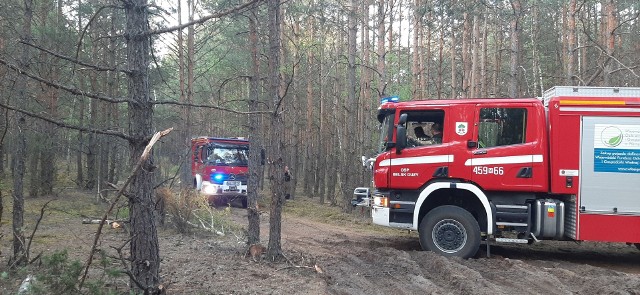 Prawie 6 hektarów lasów, spaliło się na pograniczu gmin Nowe Miasto nad Pilicą i Odrzywół - być może znów uaktywnił się podpalacz.