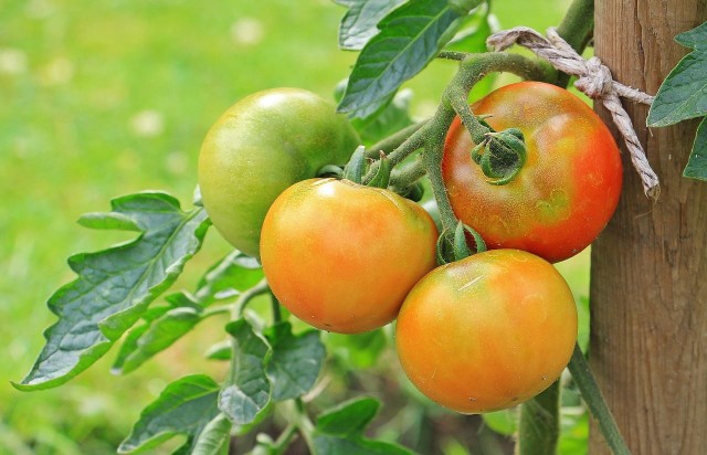 Najpopularniejsza metoda uprawy pomidorów to prowadzenie na jeden pęd. PZD, Okręg Opolski: Usuwamy wszystkie pędy boczne (wyrastające z kątów liści), pozostawiając jedynie pęd główny. Można pozostawić 2-3 pędy jednak wtedy owoce będą mniejsze. Gdy najniższe owoce będą miały 3 cm średnicy, warto usunąć wszystkie dolne liście (poniżej owocującego grona).