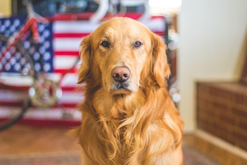 Golden retriever - to pies lubiący zabawę i kontakt z...