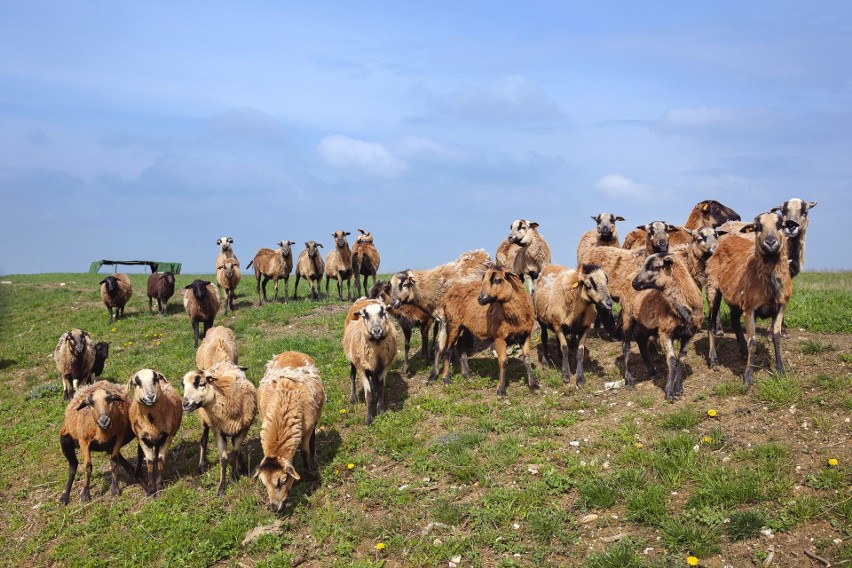 Owce kameruńskie w Gliwicach - koszą trawę na składowisku...