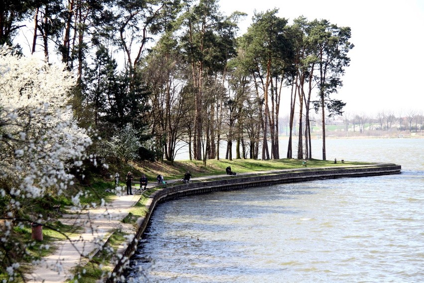 Czystość wody w Zalewie Zemborzyckim. Sinice kontra naukowcy, kolejne starcie 
