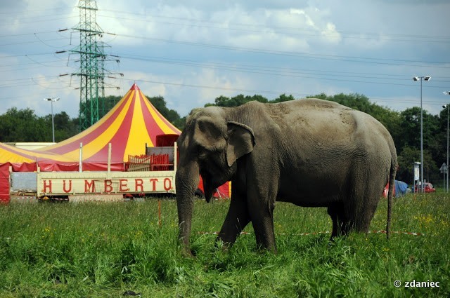 Słonie w Gliwicach