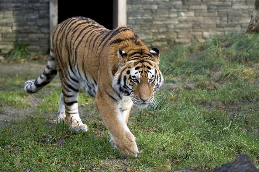 Funkcjonariusze Aresztu Śledczego w Krakowie wspierają mieszkańców ogrodu zoologicznego