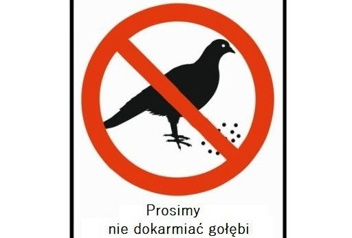 Władze Włoszczowy apelują: nie dokarmiajcie gołębi i innych ptaków