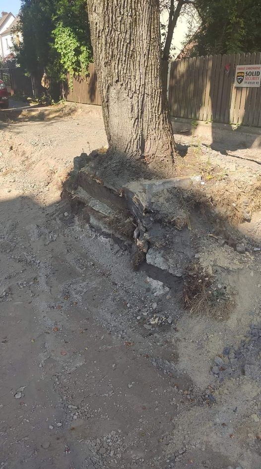 Opole. Ekolodzy alarmowali, że wykonawca niszczy drzewa,...