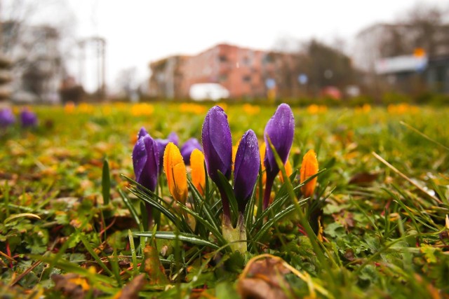 Temperatury mamy już iście wiosenne, więc wielu wrocławian nabrało ochoty na spacery. Oto lista naszych sprawdzonych miejsc na udane wiosenne przechadzki we Wrocławiu. Zobaczcie na kolejnych slajdach, gdzie we Wrocławiu można poczuć wiosnę. Na kolejne slajdy możecie przechodzić za pomocą strzałek lub gestów na smartfonie >>>