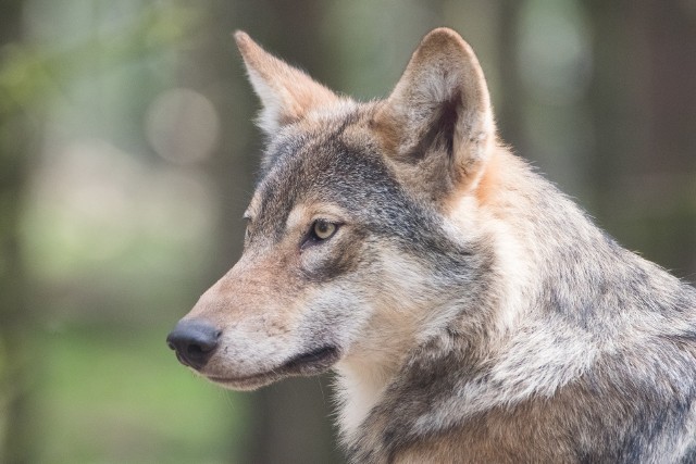 W Lubuskiem coraz częściej widywane są wilki. Nie było jednak przypadków, aby zwierzęta te atakowały człowieka.