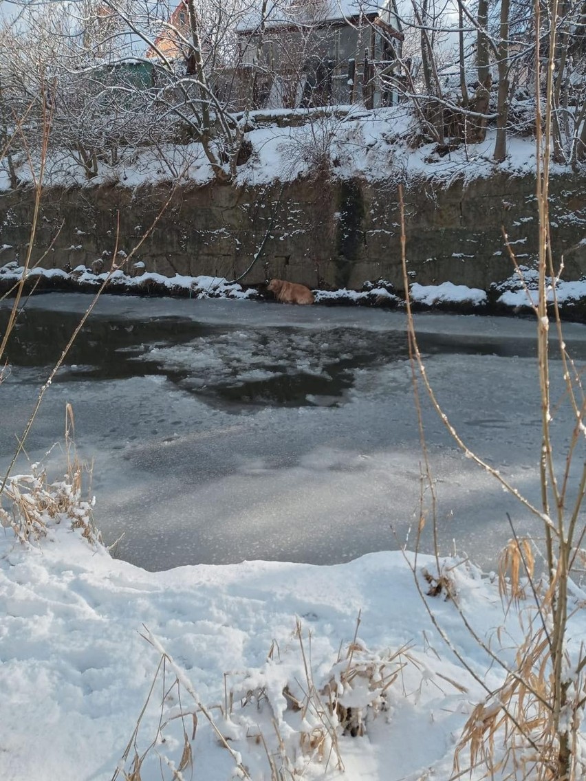 Akcja ratowania psa z lodowatej rzeki w Piechowicach
