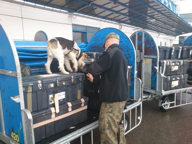 Po przylocie z Afganistanu, pies obwąchuje bagaże żołnierzy