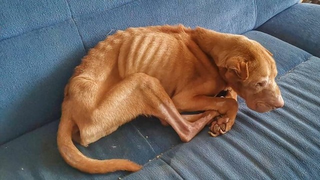 Skrajnie wychudzony psi szkielet - w takim stanie znaleźli psa Bobika animalsi w mieszkaniu Pawła A. na Rubinkowie w Toruniu. To była wiosna 2021 roku. Chorego i wygłodzonego zwierzęcia nie dało się uratować. Teraz jest ostateczny wyrok dla "opiekuna" psa - 2 lata więzienia.