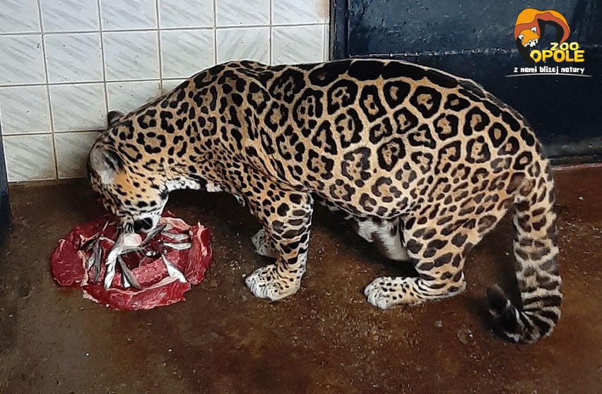 Ma 21 lat. Jaguarzyca z opolskiego zoo dostała urodzinowy...