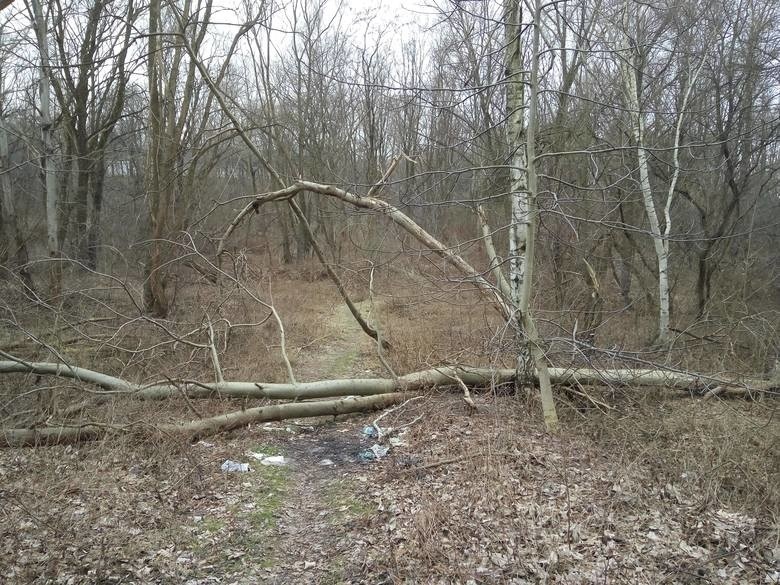 Uporządkowany teren Dolinki Kurczaba, kiedyś ma być tu park