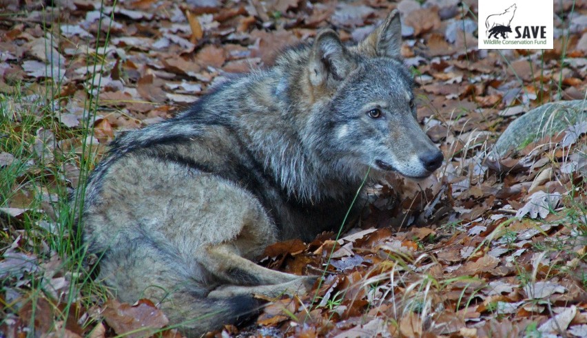 Badacze życia wilków z fundacji Save Wildlife schwytali w...