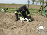 Gmina Spiczyn: Strażacy uratowali bociana, który zaplątał się w konstrukcję plantacji chmielu