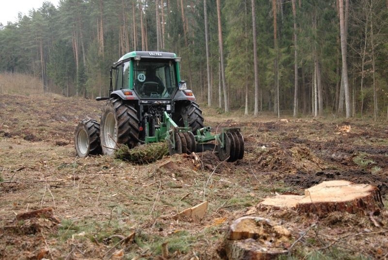 - W 2012 roku leśnicy odnowią powierzchnie leśne i zalesią...