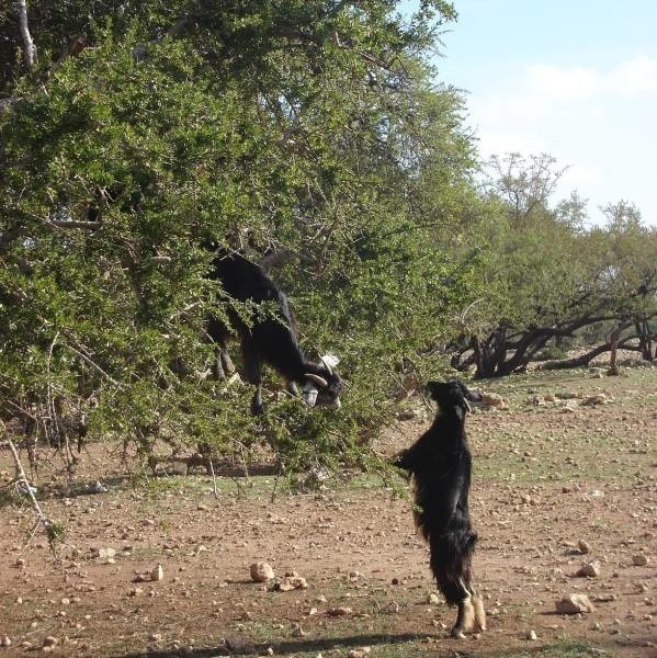 Kozy, by zdobyć przysmak, potrafią wspiąć się i łazić po drzewach.