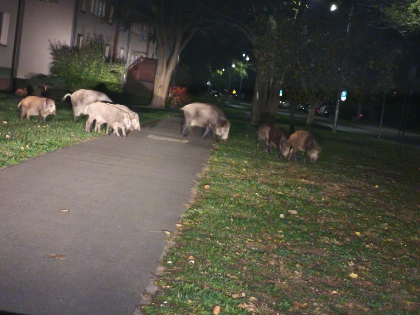 Dziki w samym centrum Dąbia