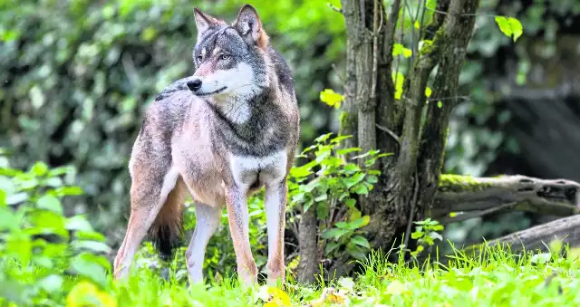 W przypadku zagryzienia przez wilki zwierząt gospodarskich ich właściciel może się ubiegać o odszkodowanie