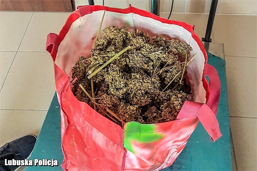 Nowosolscy policjanci zabezpieczyli ponad kilogram marihuany...