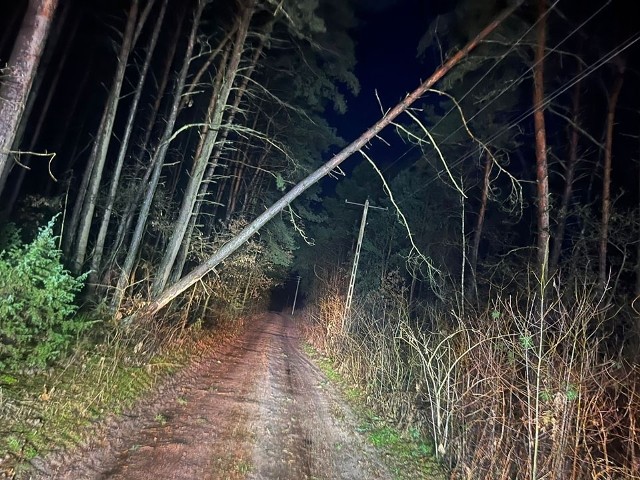 W miejscowości Korzeniste Kolonia (pow. kolneński) było wezwanie do drzewa, niebezpiecznie pochylonego nad jedną z posesji oraz w bliskości linii energetycznych