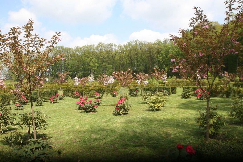 Arboretum Bramy Morawskiej w Raciborzu zakwitło na majówkę