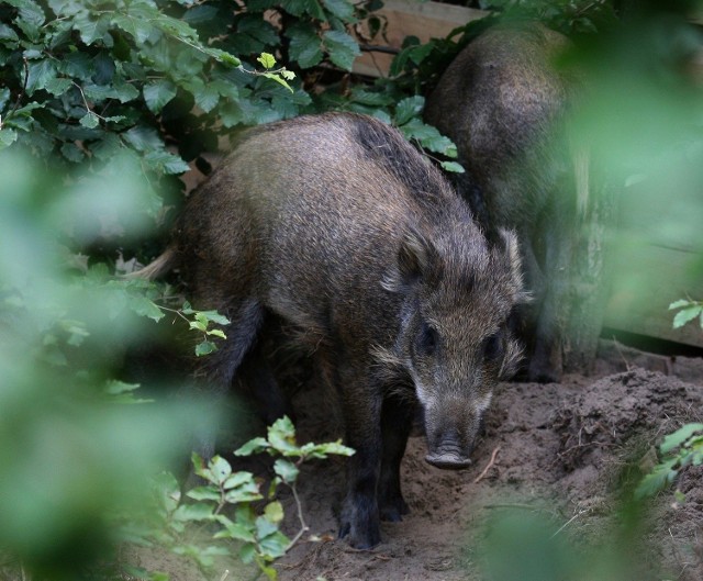 Dziki pojawiają się m.in. w koszalińskim parku.